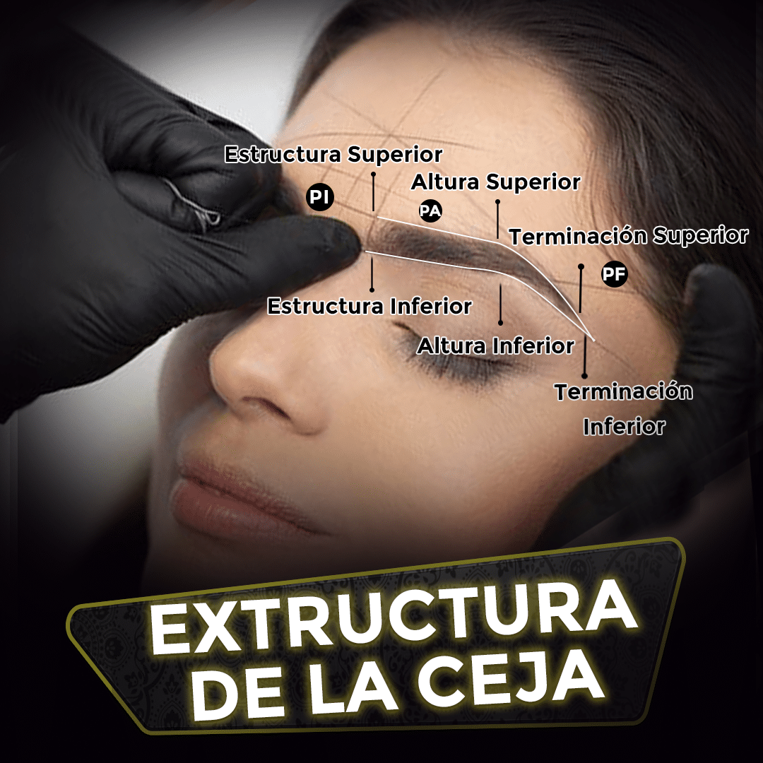 Lee más sobre el artículo Estructura de la Ceja